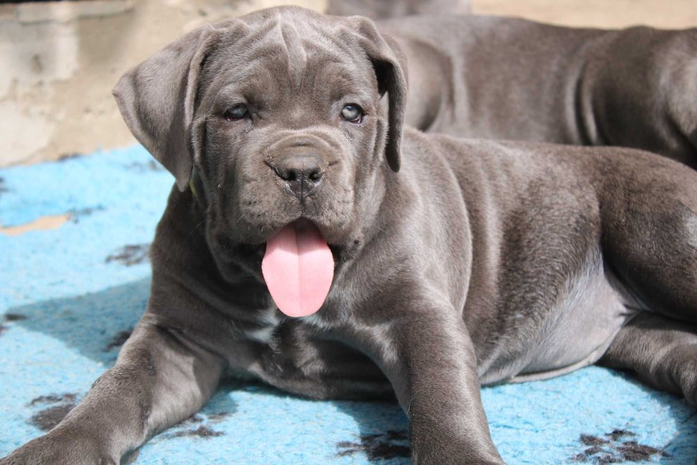 Предлагаеться Кане Корсо КСУ-FCI серая красавица