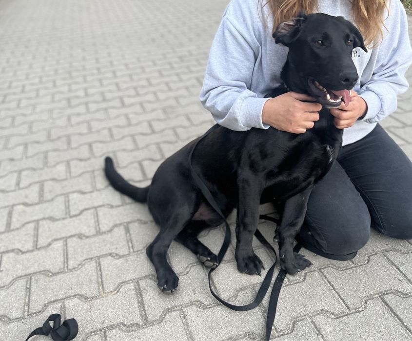 Piesek Batman szuka swojego człowiek