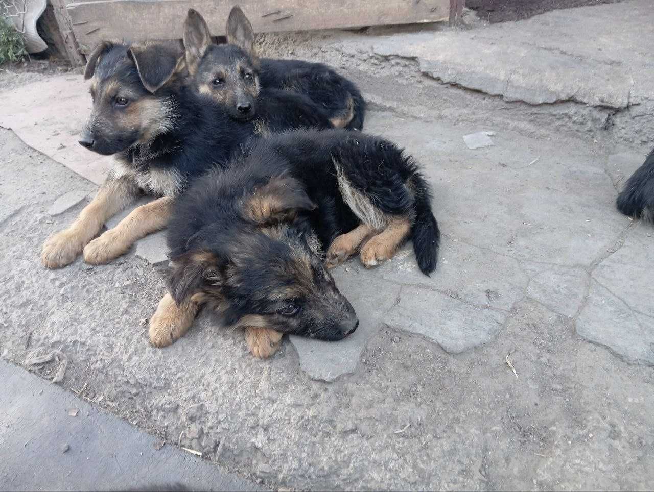 Цуценята німецької вівчарки