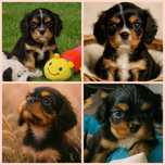 Cavalier chlopiec super socjalizowany.