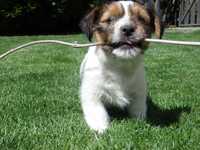 Jack Russell Terrier piesek Smartie Jacks MALE Jack Russell pure breed