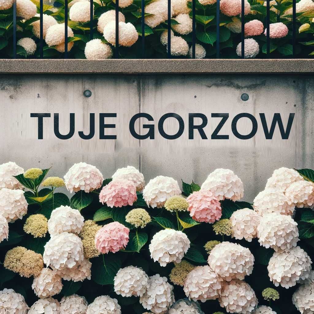 Jałowiec Blue Arrow 100cm 150cm - Idealny na Żywopłot - 25 zł tuje