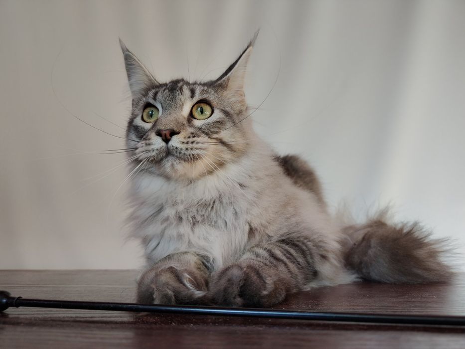 Дівчинка Мейн-кун шукає родину