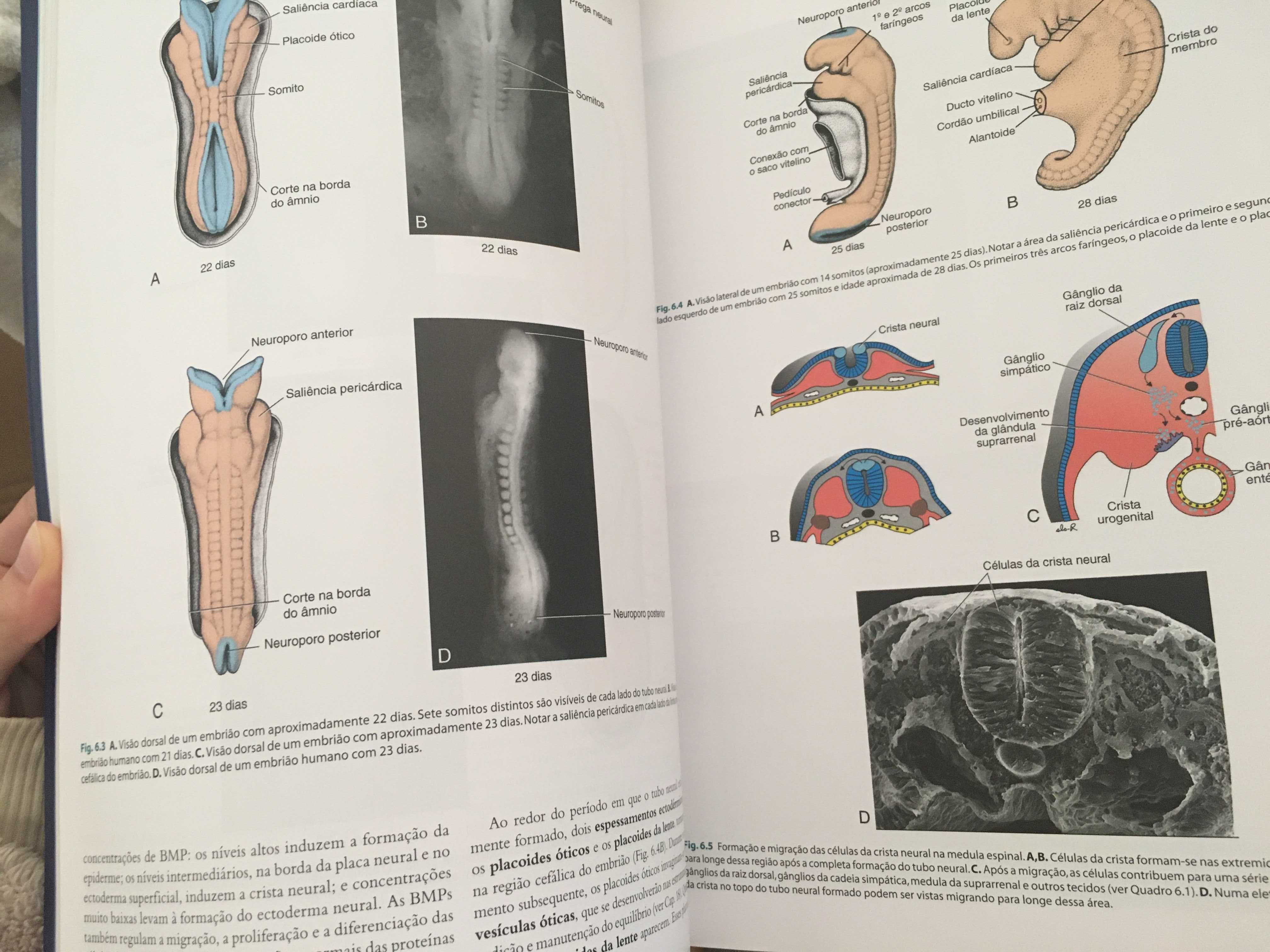 Embriologia médica de Langman (preço negociável)