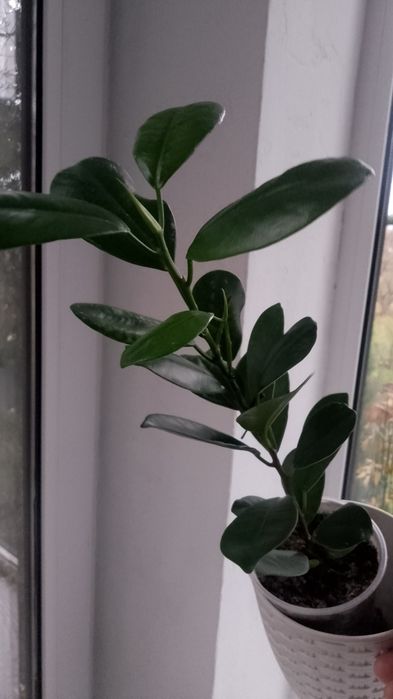 Фікус Мокламе...