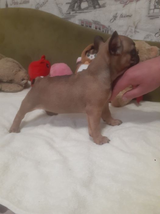 Французкий бульдог.