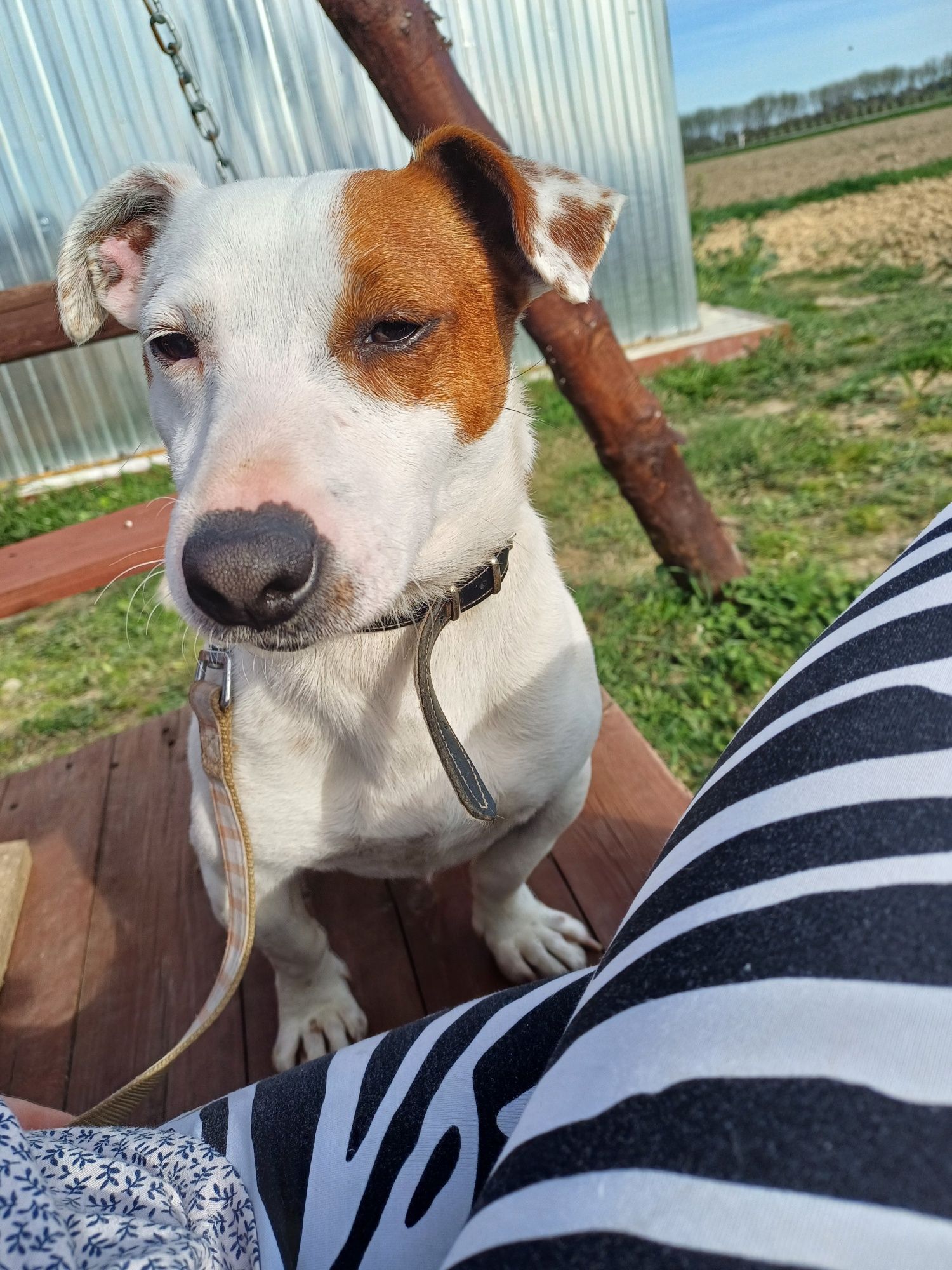 Pies  Jack Russell Terier