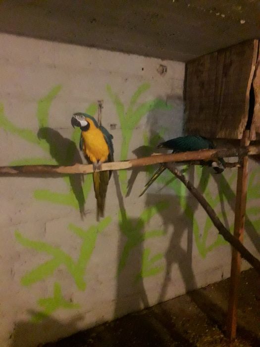 Ary ararauny sprzedam