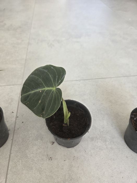 Filodendron melanochrysum ukorzenione
