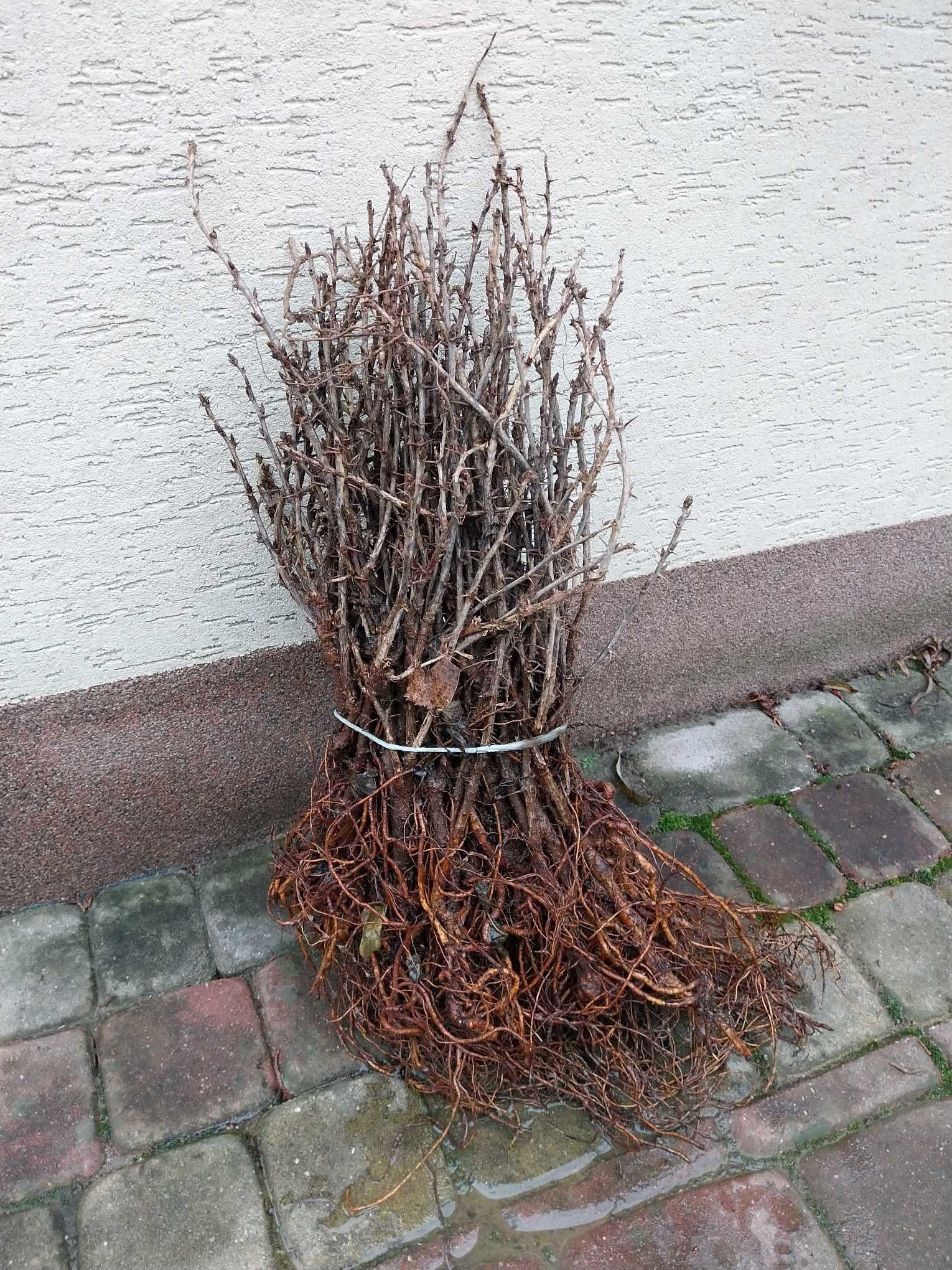 Drzewa i Krzewy owocowe różne