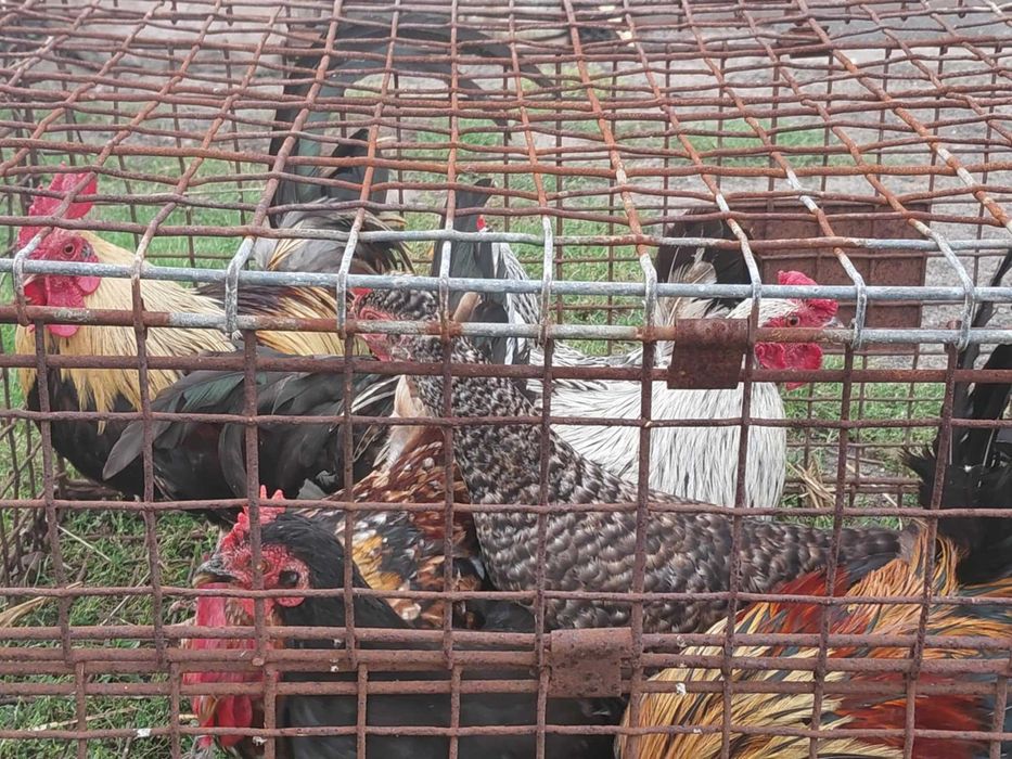 Kury i koguty włoskie