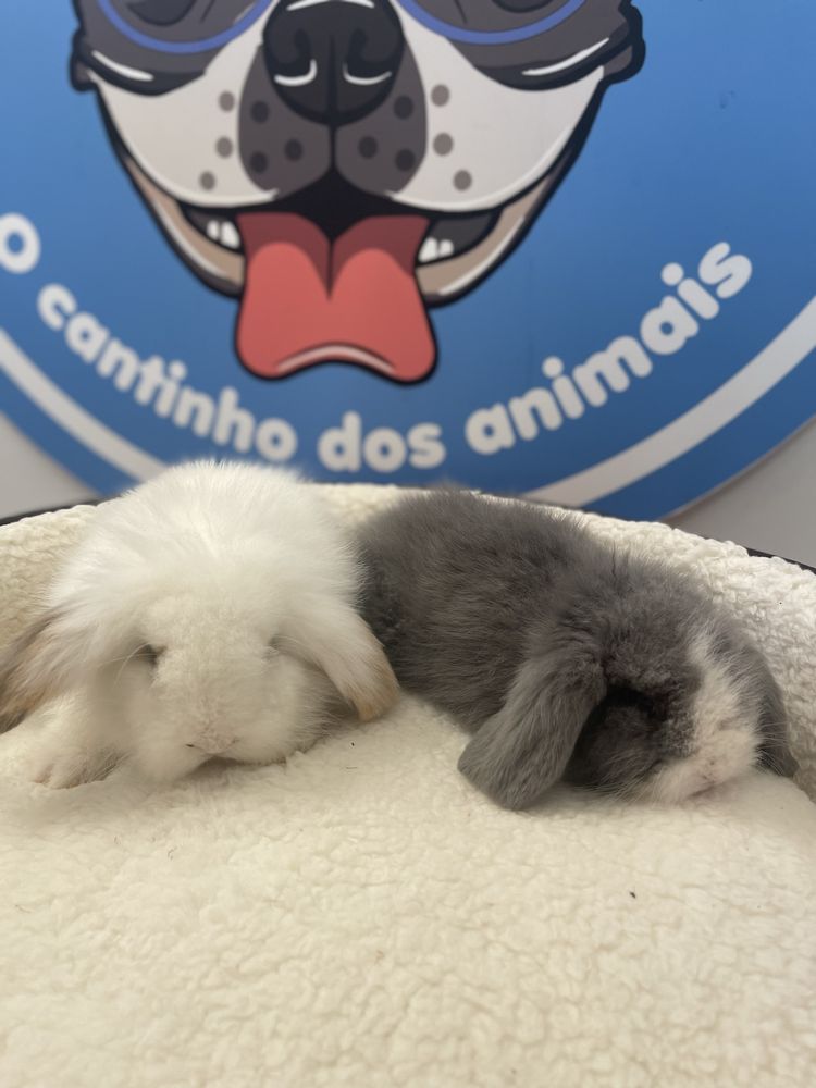 Coelhos anões - LOJA !!