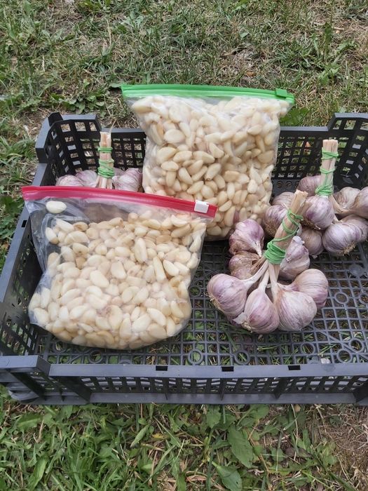 Polski czosnek harnaś  na biało