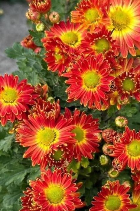 Корейська хризантема, мультифлора