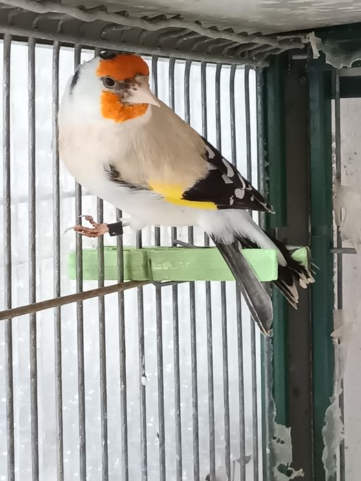 Vendo majores deste ano