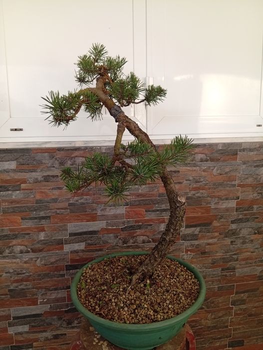 BONSAI Pinus Sylvestris estilo Bunjin. Aprox 60cm