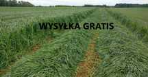 Mieszanka Gorzowska poplony trawy koniczyna lucerna gorczyca wysyłka