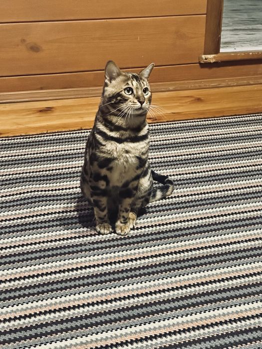 Продам кота породи Бенгал