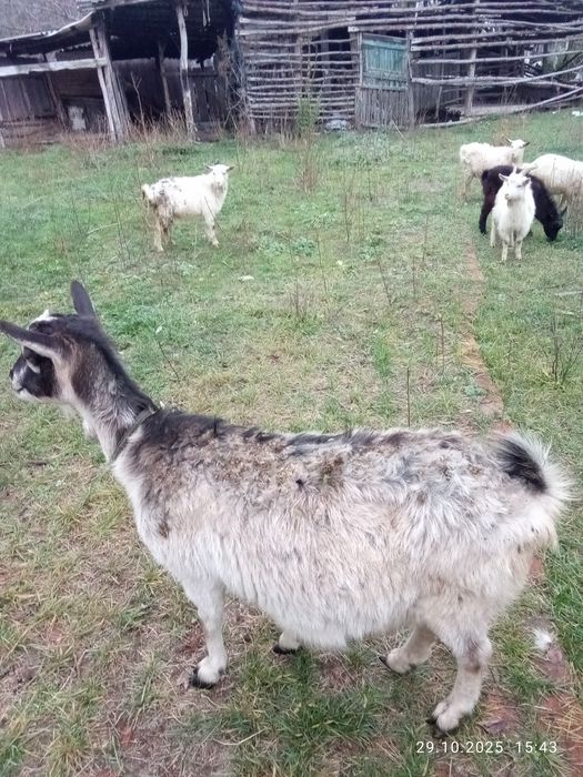Срочно продам коз недорого