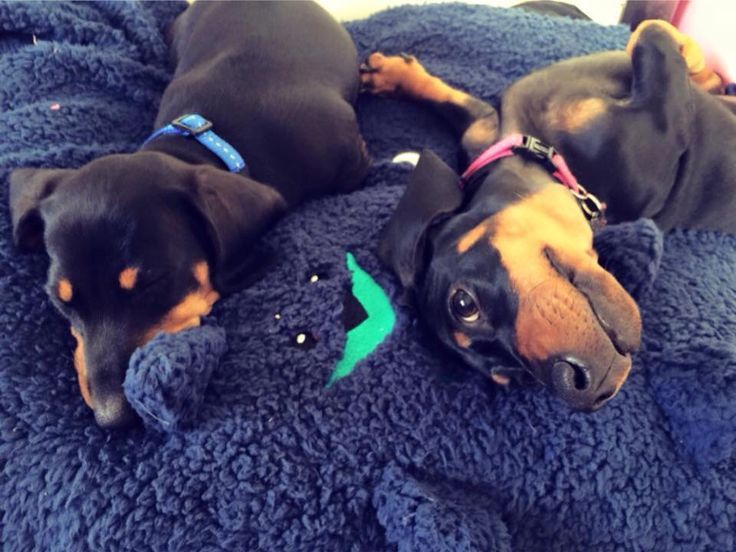 Темная элегантность — чёрно-подпалые таксы