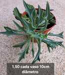 Plantas  suculentas