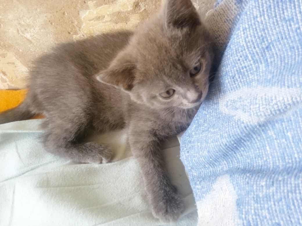 Отдам котят девочки
