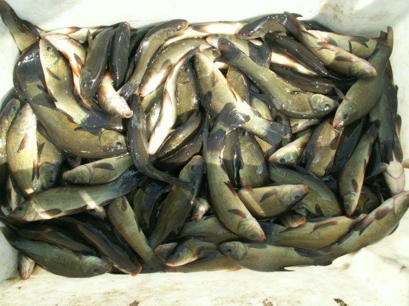 Linek,Karp , Amur ,Jesiotr, Tołpyga , Karaś ,Ryby do stawów lin