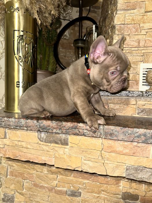 Шикарний новотипний хлопчик