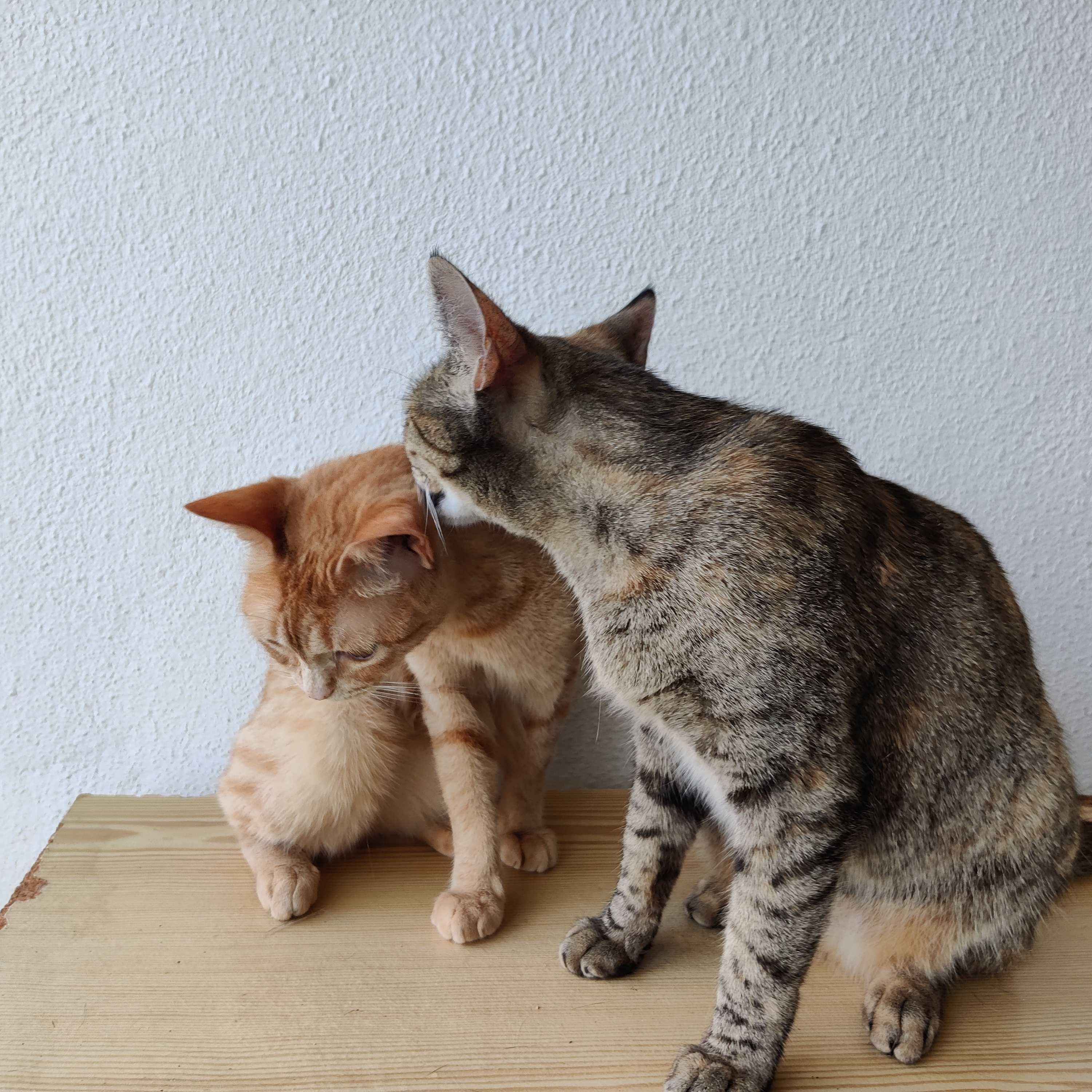 DUAS GATINHAS ADULTAS À PROCURA DE UM LAR PERMANENTE