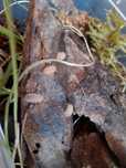 Cristarmadillidium muricatum 10-13szt