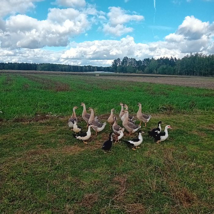 Sprzedam gęsi kubańskie