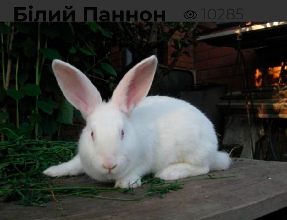 Кроли белый панон