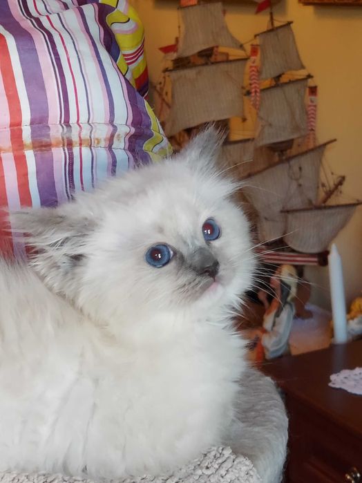 Ragdoll KOTKA    Wolna OD 31.X.25 badania, rodowód, kuweta
