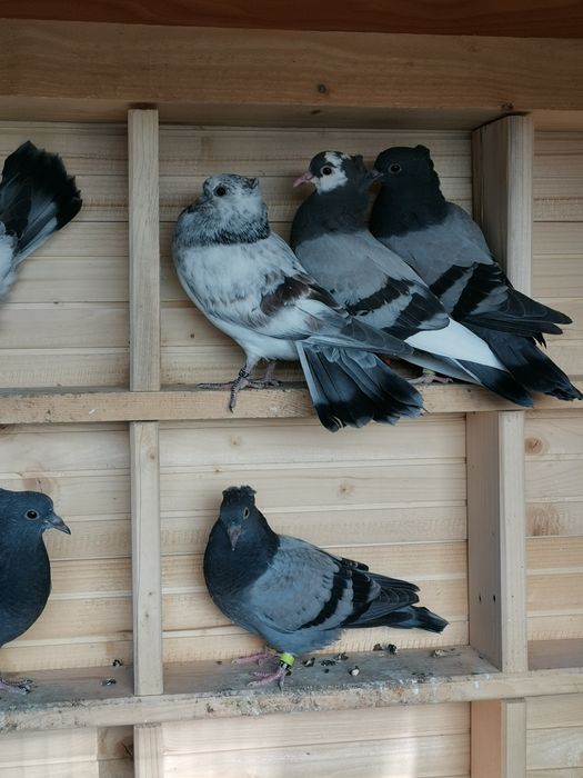 Sprzedam gołębie serbskie wysokolotne młodzież