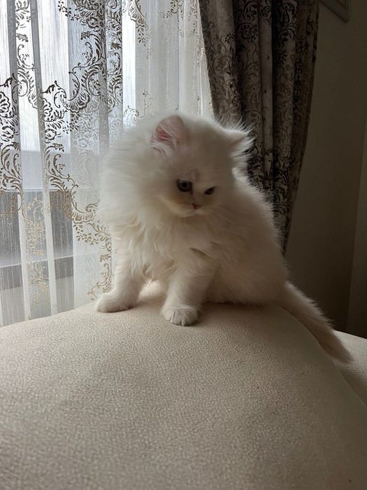 Продаються шотландські кошенята!