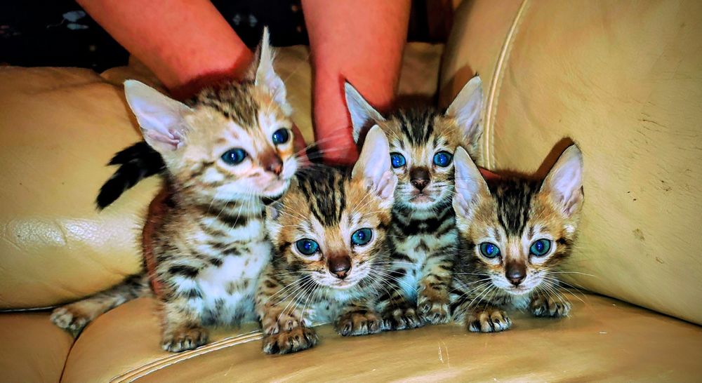 Бенгалята дівчатка