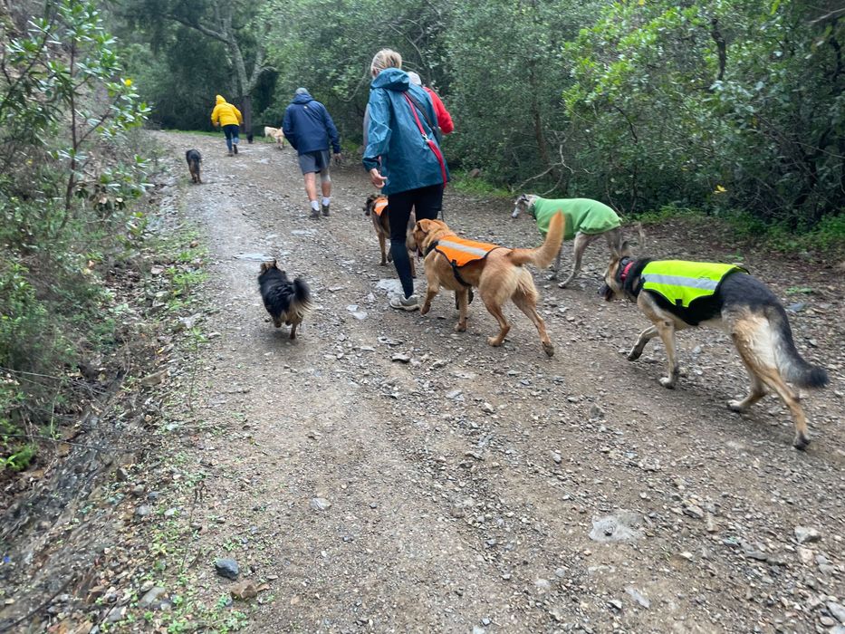 Dog sitting treinador de cães