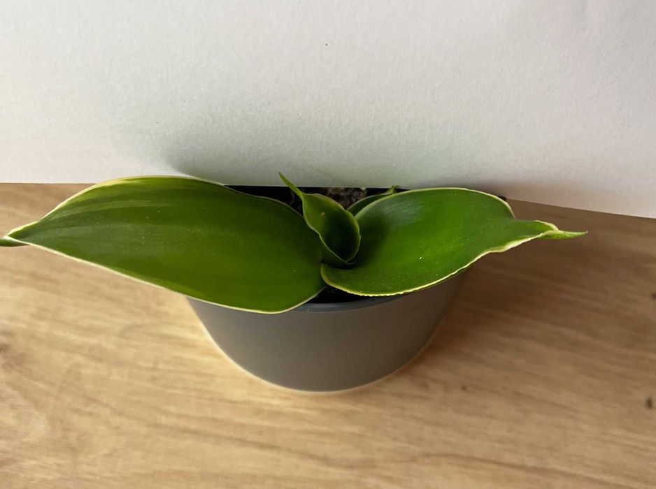 Sanseveria Hahnii Emerald Star