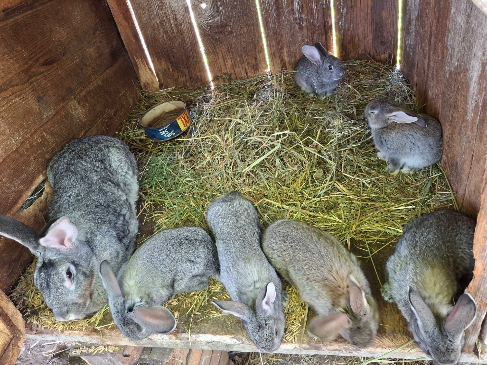 Продам або обміняю кролі