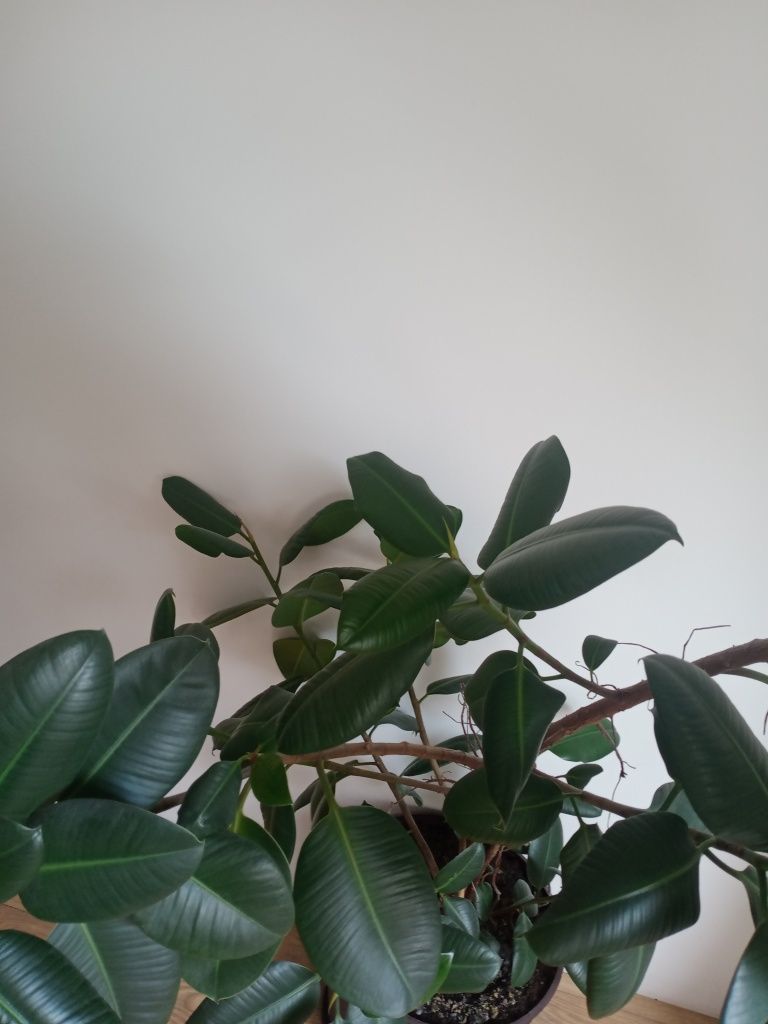 Kwiat fikus sprężyny 180 cm