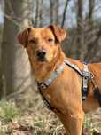 Roki - 3 letni, proludzki pies do adopcji!