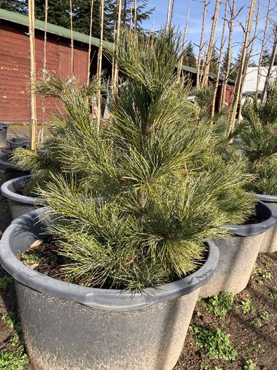 SOSNA Limba 'PINUS CEMBRA' wys ok. 60CM