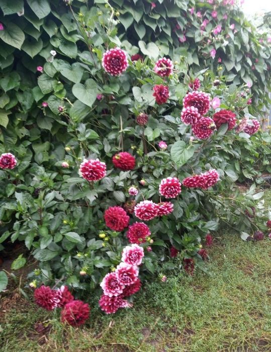 Жоржини  георгины многолетние