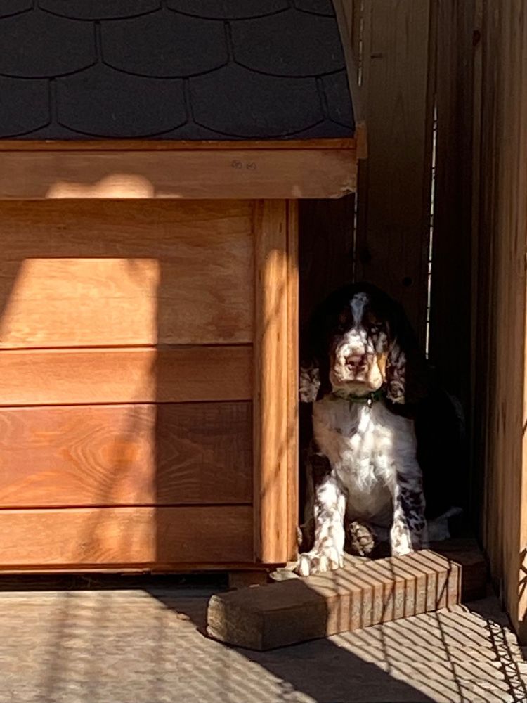 Suczka Springer Spaniel Angielski FCI