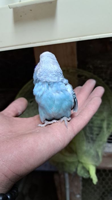 Periquitos/ popa varias cores