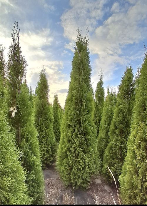 Туя Смарагд 220-230см
