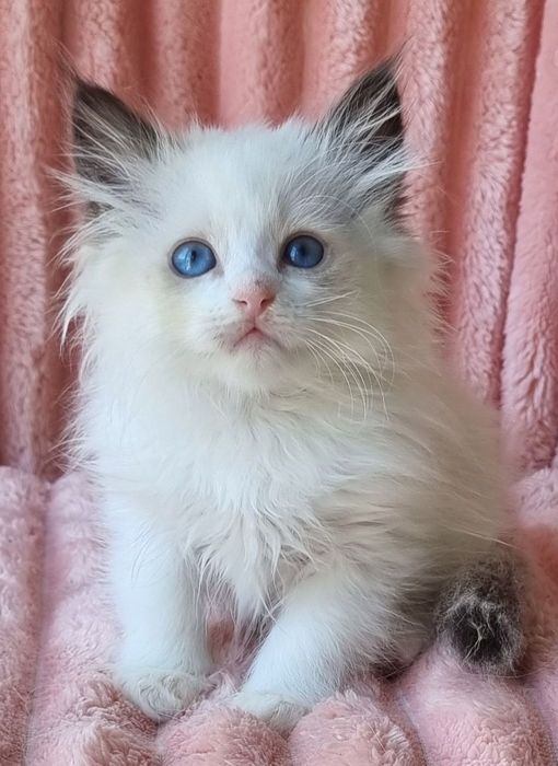 Невский маскарадний  котик