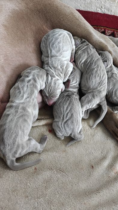 Szczeniak Wyżeł WEIMARSKI- Mikołajkowy odbiór