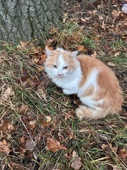 Котик в хороші руки