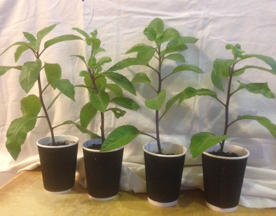 Джинура Прокумбенс- «лекарство от 100 болезней».